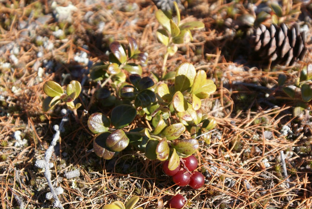 Владимир Крюков | 