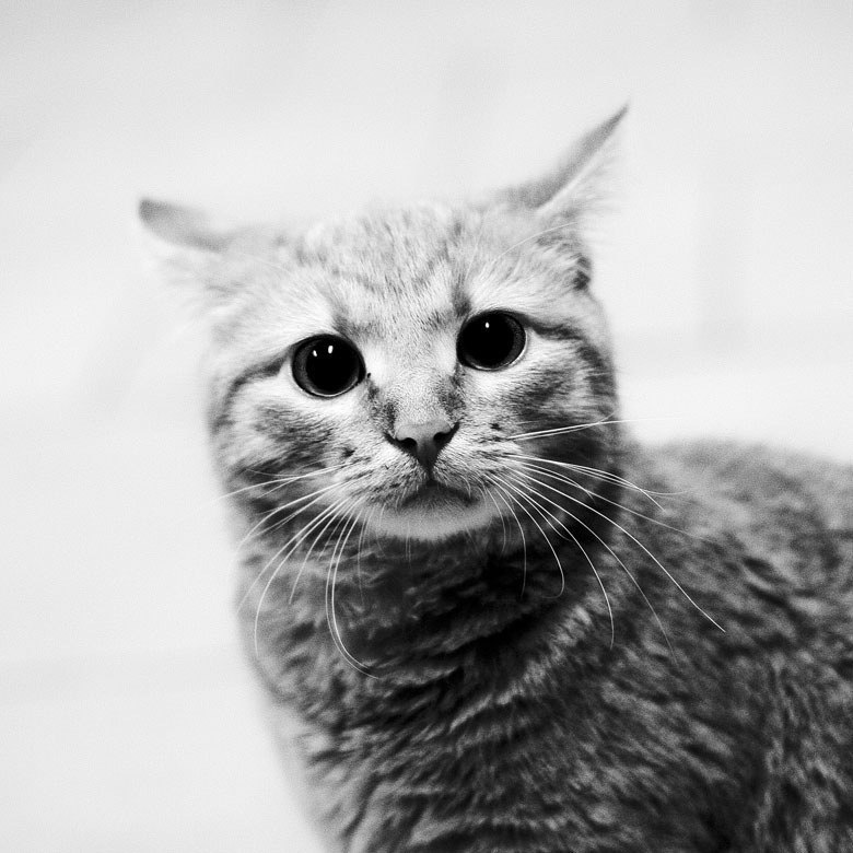 Юлия Сарделько | Москва