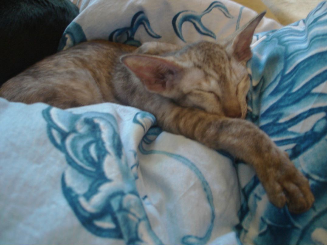 Вика Са | Санкт-Петербург