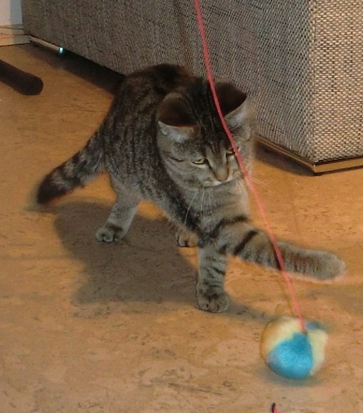 Аня Капплер *~ani-ko~* | Киев