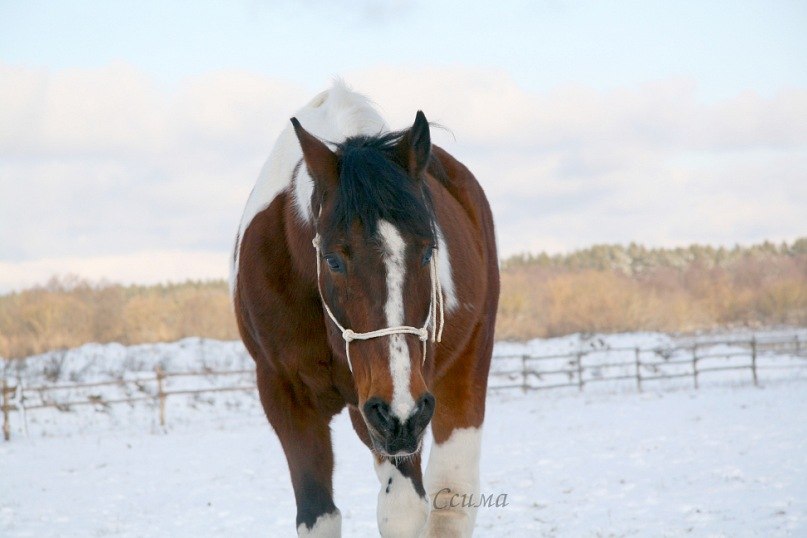 Света Репницкая | 