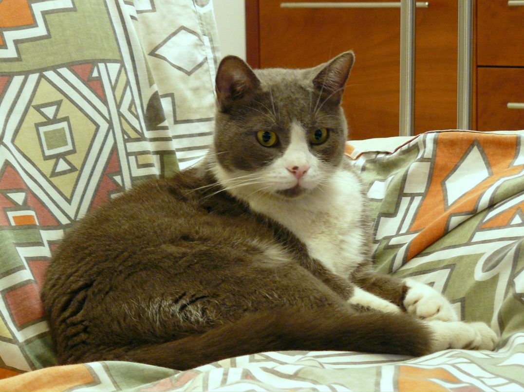 Boris Pakelchik | Тель-Авив