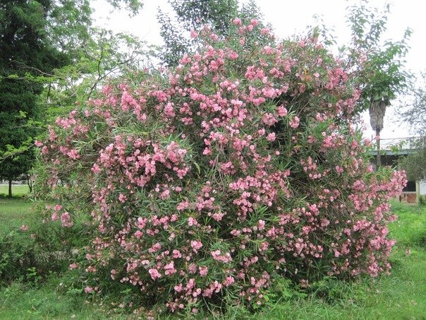 Александр Чертилин Валерьевич | Лесные Поляны