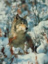 Фотография Акулинина Ильи