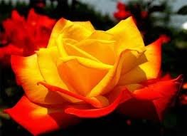 Алеся Кузьмич | Киев