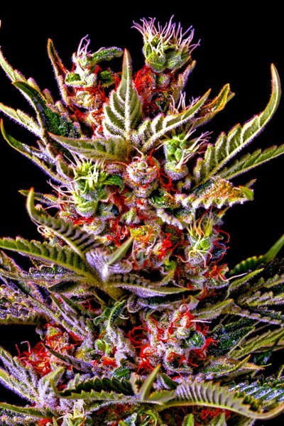 Аль Капоне | Москва