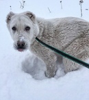 щенки тюменская область