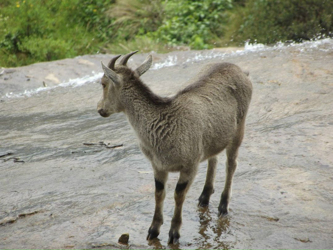 Игорь Гоголев | Тель-Авив