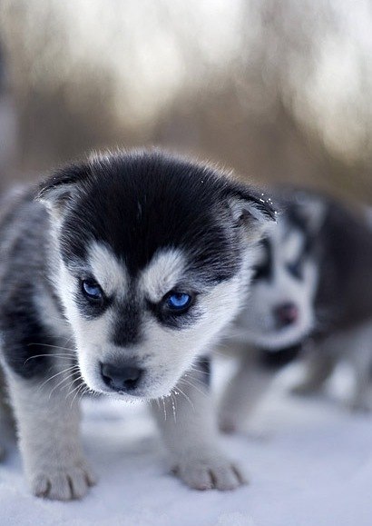 Алина Куряева Семеновна | Заинск