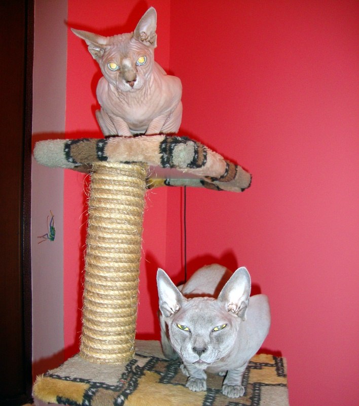 Елена Пакулева | Москва