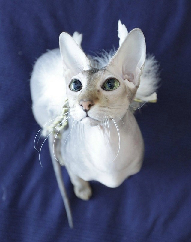 Мария Шиканова | 