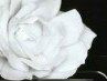 Анастасия Серебрянникова | Волгоград