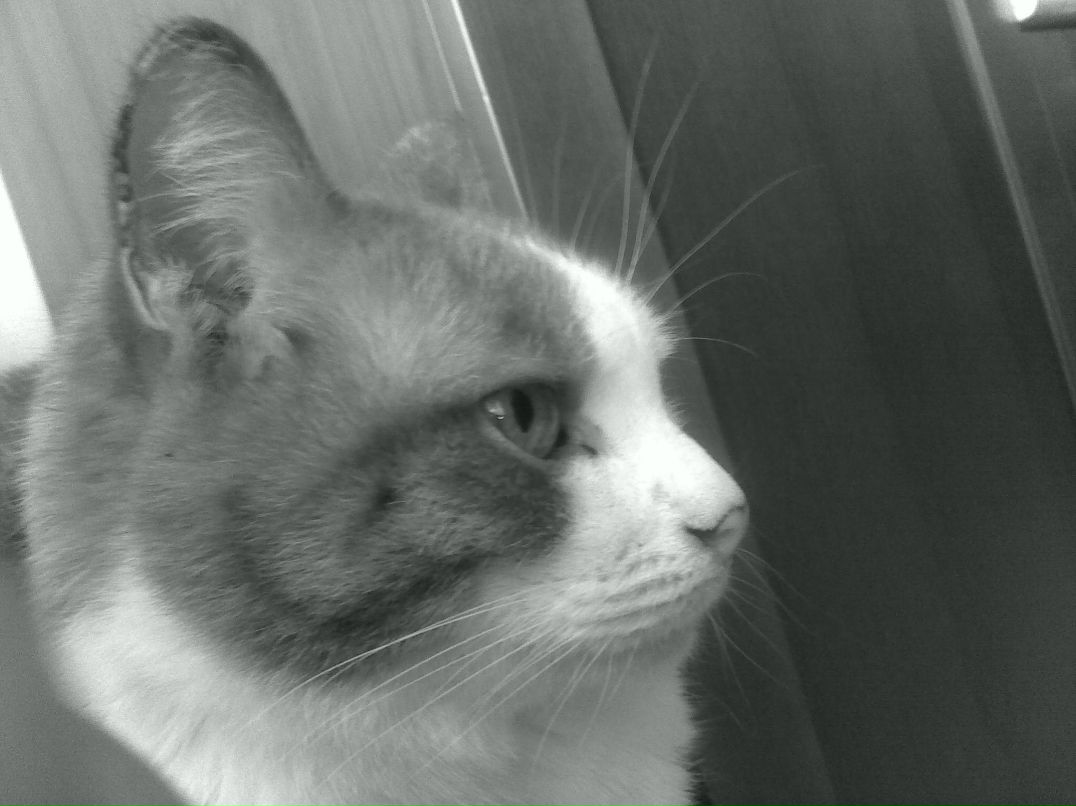 Лейла Толкачева | İstanbul