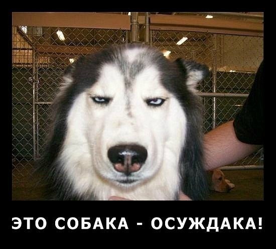 Алексей Шихирин Professuro | Москва