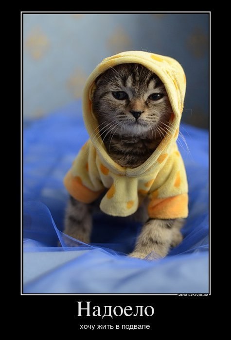 Антон Поляшов | 