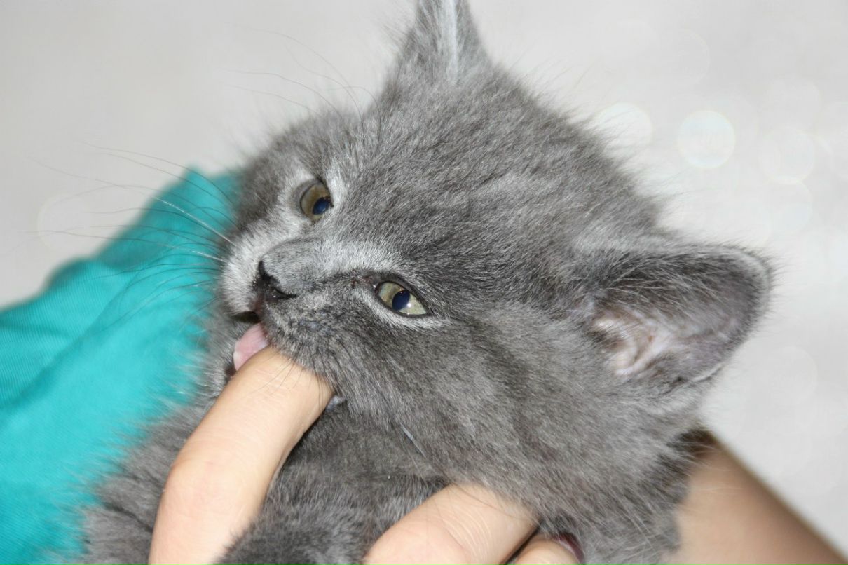 Людмила Петракова | Зеленоград