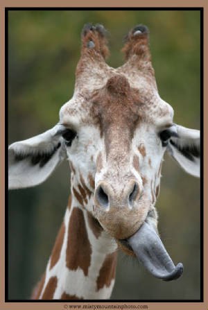 Рафаель Эгнесияс | Борисоглебск