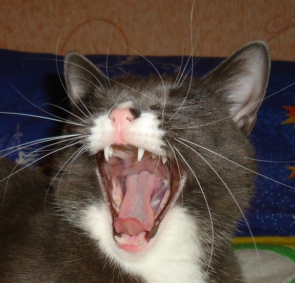 Талян Marselltaxi | Киев