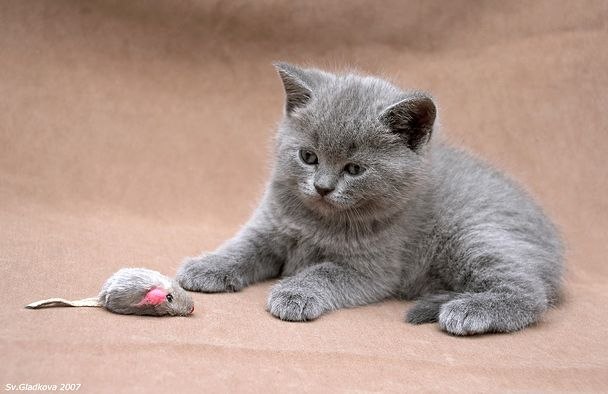 Мария Ермакова | Бийск