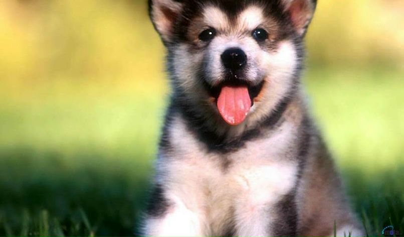 Светлана Паралюева ♫SvZ♫ | Днепр (Днепропетровск)