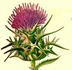 Сиги Гребе | Одесса