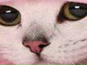 Катерина Котик | Минск