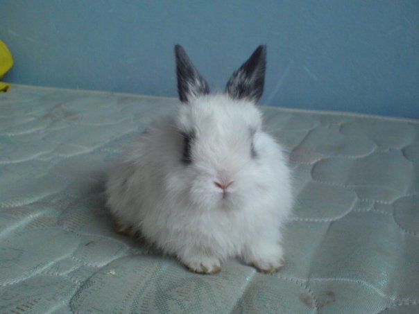 Kaoru Niikura † Kaede Shirai † | Санкт-Петербург