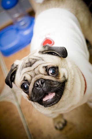 №4, Ира Пышнюк, 37 лет, Умань №4, Ира Пышнюк, 37 лет, Умань