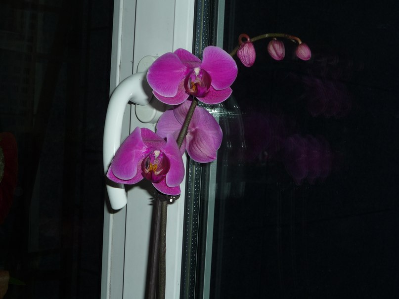 Олеся Бабий | Мурманск