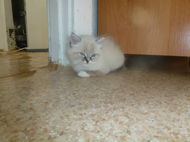 Елена Вебер | Красноярск