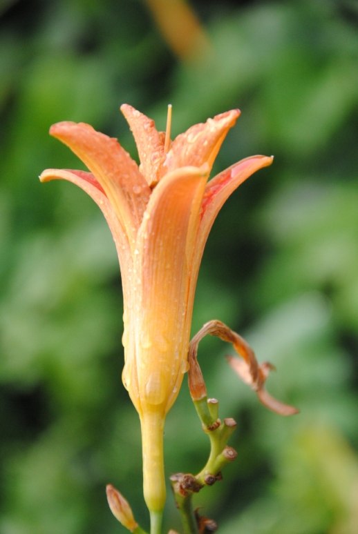 Кристина Смирнова | Иркутск