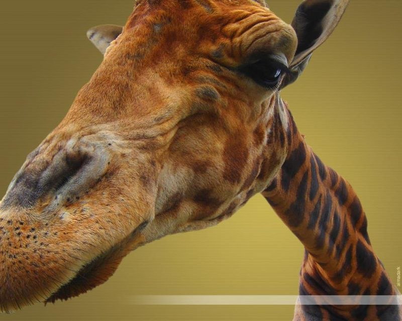 Жанетти Дзагоева **ВuTTeRfLy** | Владикавказ