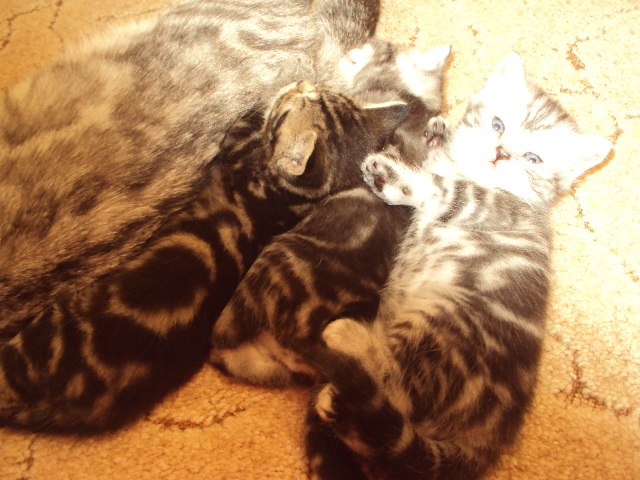 Алина Рыжова | Энгельс