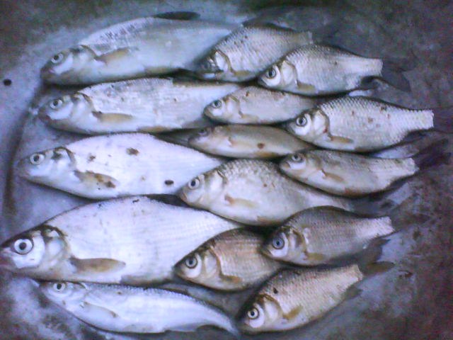 Sveta Korotich | Киев