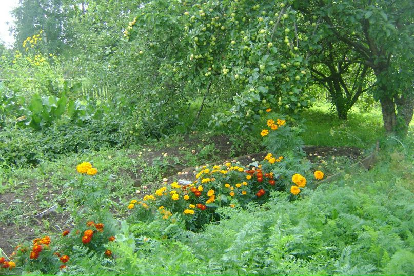 Нина Беляева | Вологда