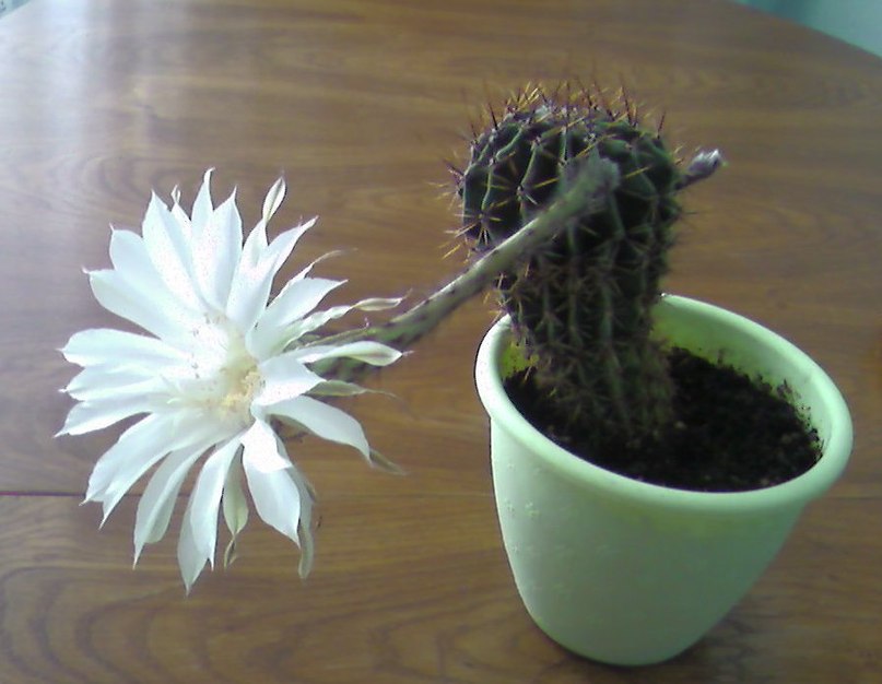 Ksenia Shevchuk | Ганнополь