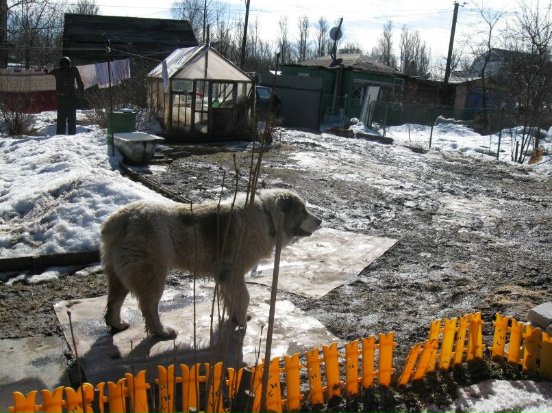 Сергей Соколов 