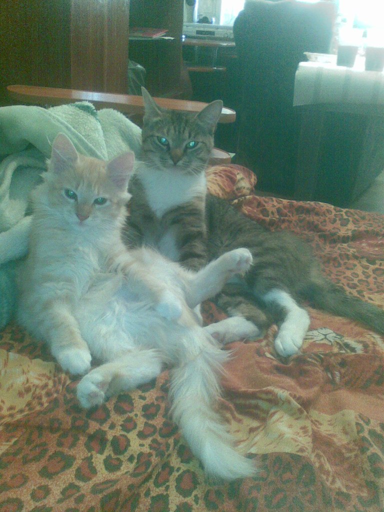 Вячеслав Рунёв | Кингисепп