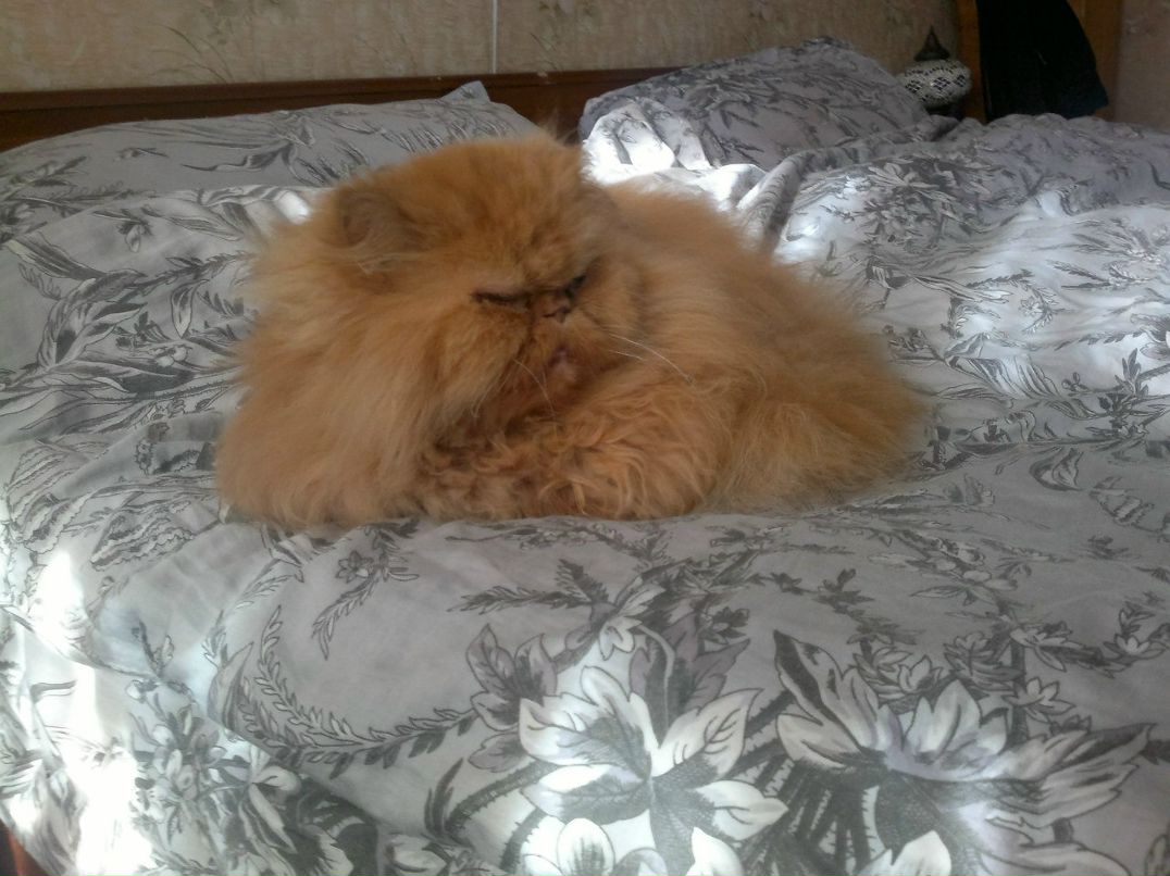 Роман Смирнов | Санкт-Петербург