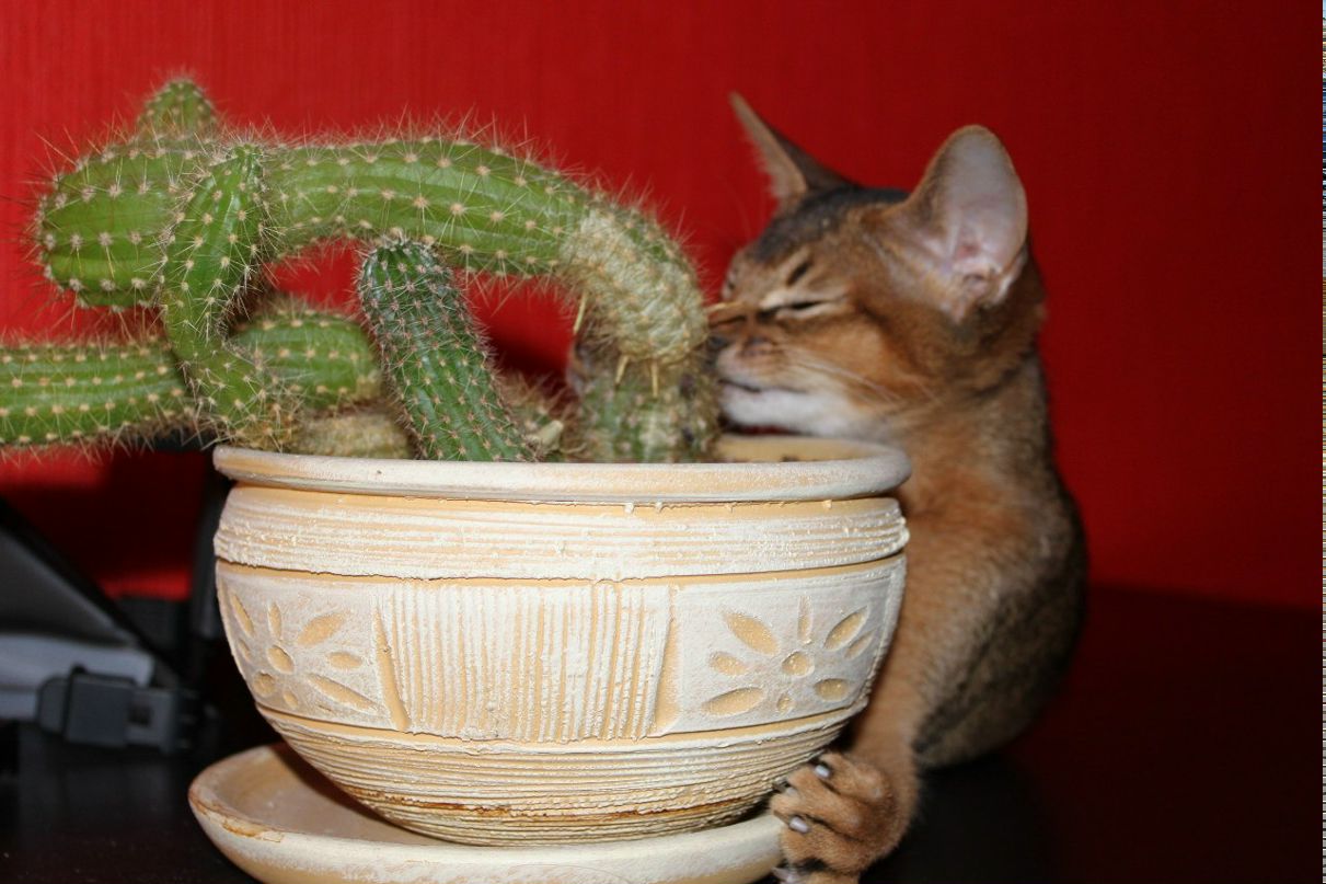 Елена Елена | Москва