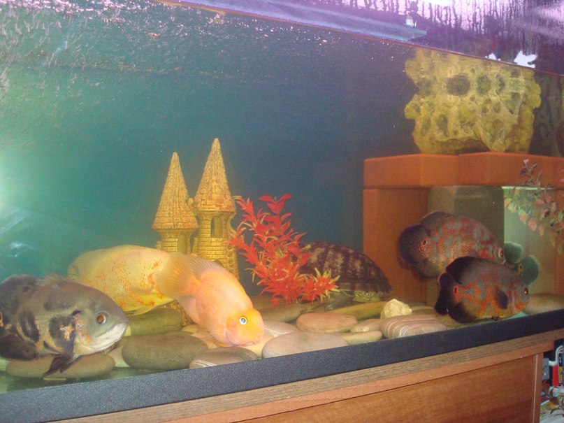 Artur Pervushin | Балашиха