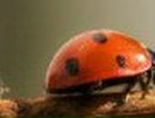 Алла Архипова | Калининград