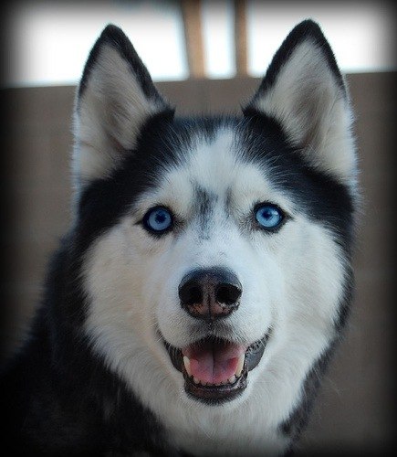 Агамат Азапит | Киев