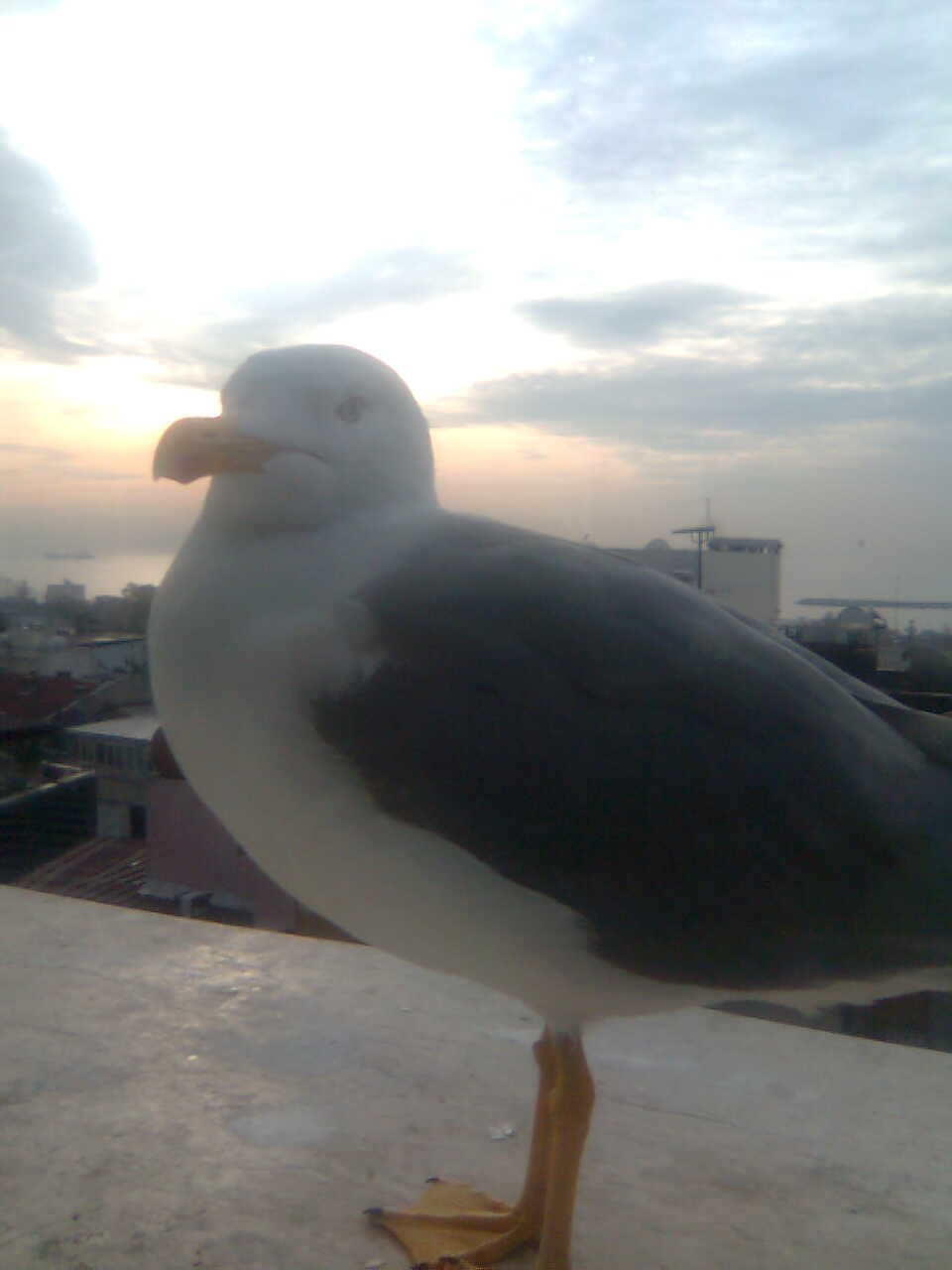 Николай Потанин Collebass | Енакиево