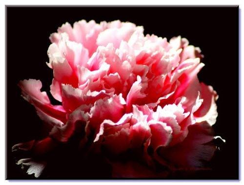 Зоя Перепелица | Павлоград