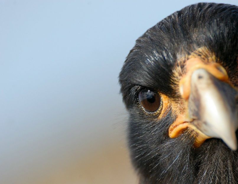 Виталий Карпенко ☣ HooF ☣ | Йошкар-Ола