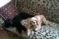 №1, Наташа Емец, Санкт-Петербург, Россия