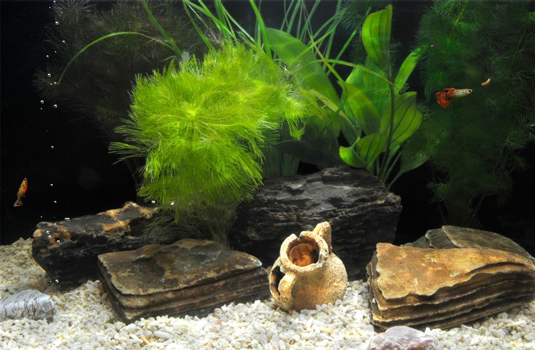 Евгений Филимоненков | Клайпеда