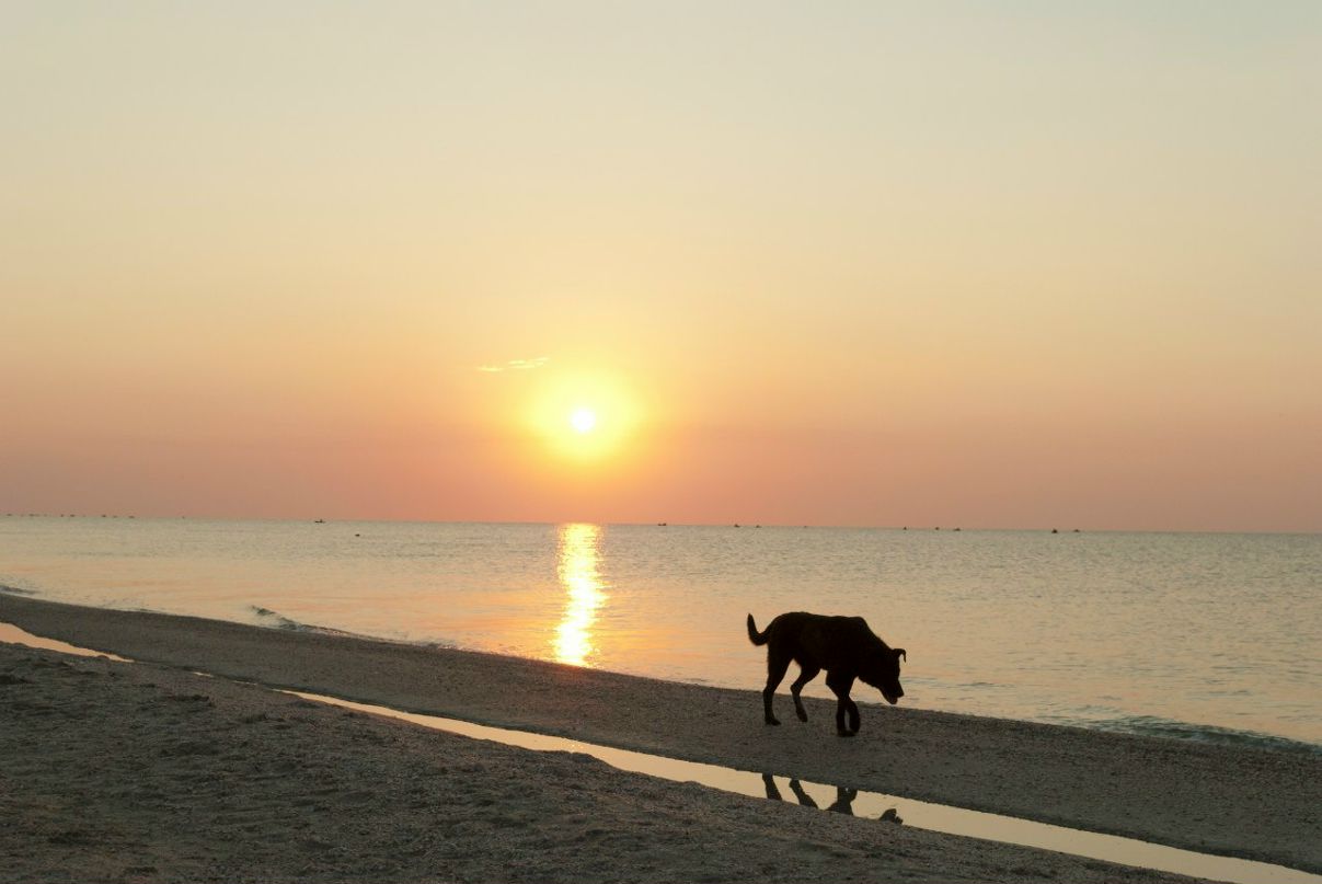 Олег Осадчий | Киев