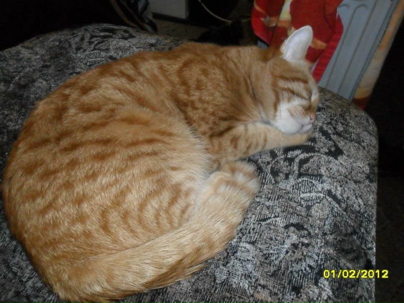 Альбина Стачинская кошка | Сочи